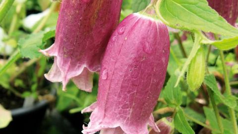 PHOTO : SAINT-JEAN-DE-BEAUREGARD