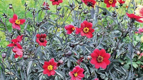 PHOTO  : JEANNE DE LAVAL