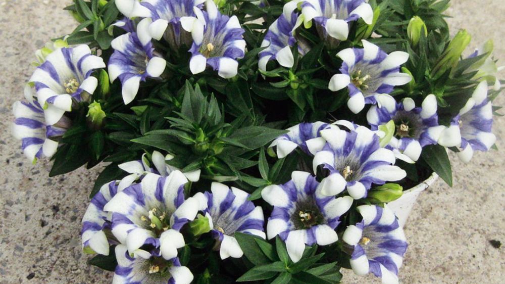 PHOTO : FLORALL