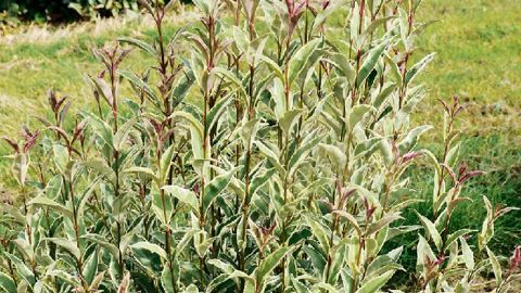 PHOTO : A. BRIANT - J. PLANTS