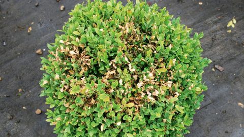 Brunissements foliaires Fin mai-début juin, dans une pépinière générale cultivant des arbustes en conteneurs, un pépiniériste observe des brunissements foliaires dispersés dans la touffe de plusieurs buis (Buxus sempervirens) cultivés hors-sol sur bâche plastique perforée. Ce lot taillé en boule a été importé d'Italie durant l'hiver.PHOTO : JÉRÔME JULLIEN