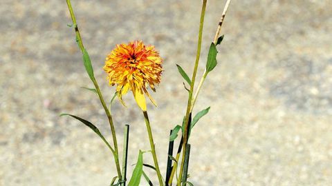 PHOTO : CAROLE DESHEULLES