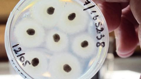 L'introduction de micro-organismes bénéfiques dans les substrats permet d'augmenter le potentiel agronomique des plantes et de les protéger contre les pathogènes.PHOTO : VALÉRIE VIDRIL