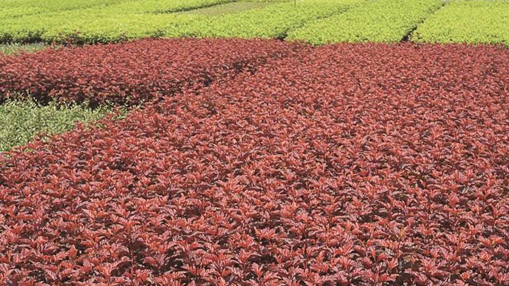 PHYSOCARPUS OPULIFOLIUS LITTLE ANGEL® HOOGI016PHOTO : GREEN IS LIFE