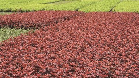 PHYSOCARPUS OPULIFOLIUS LITTLE ANGEL® HOOGI016PHOTO : GREEN IS LIFE