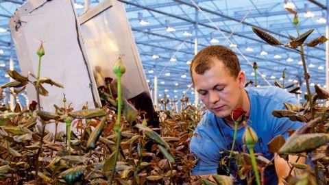L'entreprise néerlandaise Marjoland expérimente l'éclairage Led entre ses rangs de rosiers pour augmenter le rendement et économiser l'énergie.PHOTO : PHILIPS LIGHTIN