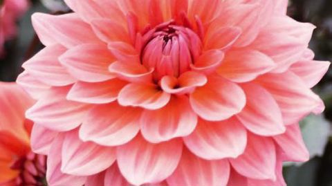 PHOTO : JEANNE DE LAVAL