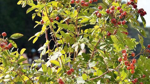 PHOTO : CAROLE DESHEULLES