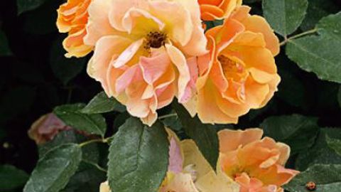 PHOTO : MAIRIE D'ORLÉANS