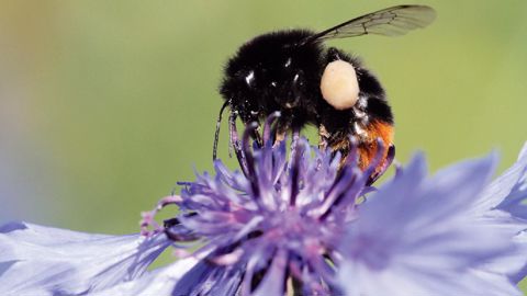 PHOTO : NUNGESSER PHOTO : NUNGESSER