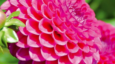 PHOTO : FESTIVAL DE COUTANCES