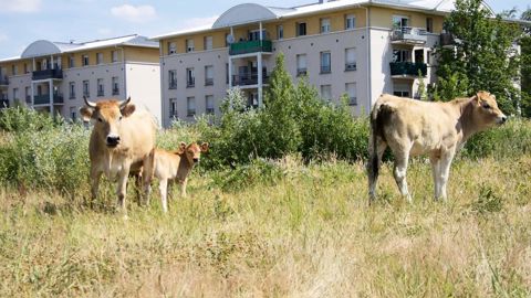 Depuis 2011, des essais d'écopâturage sont menés avec, entre autres, des vaches nantaises à proximité des habitations au sein de l'agglomération du Val Maubuée (77).PHOTO : CAVM