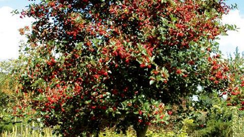 PHOTO : GROOTGROENPLUS