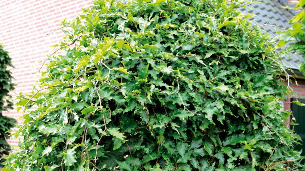 PHOTO : GROOTGROENPLUS PHOTO : GROOTGROENPLUS
