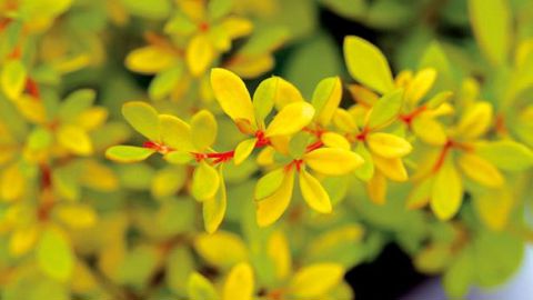 PHOTO : ISABELLE CORDIER