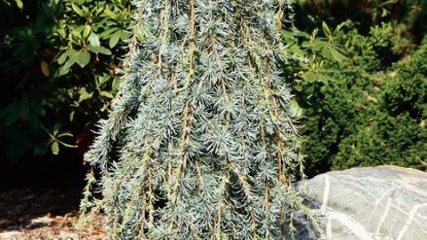 PHOTO : PIET VERGELDT