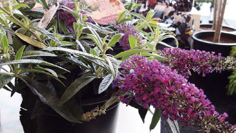 PHOTO : VALÉRIE VIDRIL