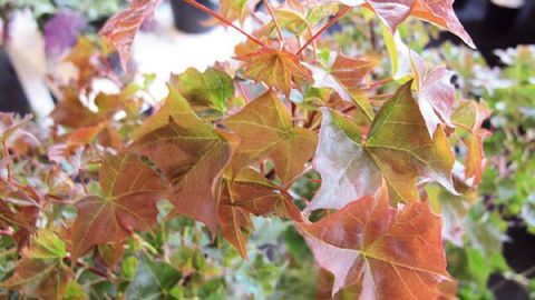 PHOTO : VALÉRIE VIDRIL