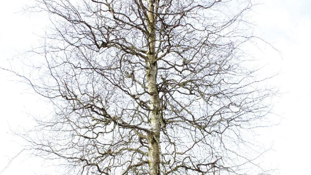 PHOTO : GROOTGROENPLUS PHOTO : GROOTGROENPLUS
