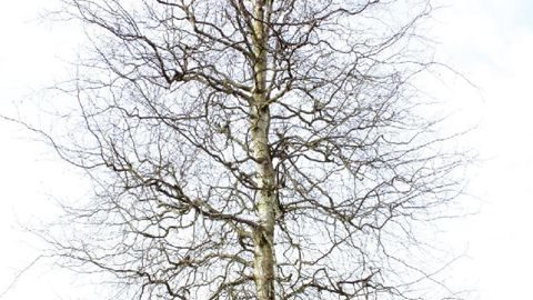 PHOTO : GROOTGROENPLUS