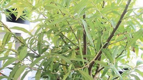 PHOTO : VALÉRIE VIDRIL