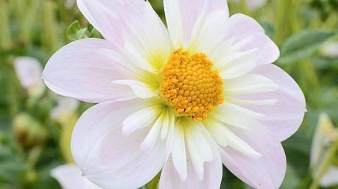 PHOTO : JEANNE DE LAVAL