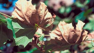 Symptôme de brûlure sur feuillage de Platanus occidentalis. La lutte contre Xylella fastidiosa est obligatoire en tous lieux et de façon permanente sur tout le territoire national.PHOTO : EDWARD L. BARNARD, FLORIDA DEPARTMENT OF AGRICULTURE AND CONSUMER SERVICES, BUGWOOD.ORG Symptôme de brûlure sur feuillage de Platanus occidentalis. La lutte contre Xylella fastidiosa est obligatoire en tous lieux et de façon permanente sur tout le territoire national.PHOTO : EDWARD L. BARNARD, FLORIDA DEPARTMENT OF AGRICULTURE AND CONSUMER SERVICES, BUGWOOD.ORG