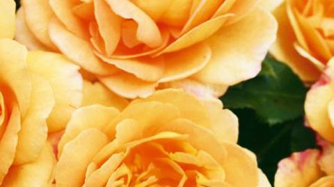 PHOTO : GLOBE PLANTER