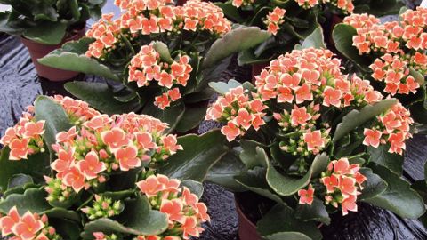 PHOTO : ODILE MAILLARD