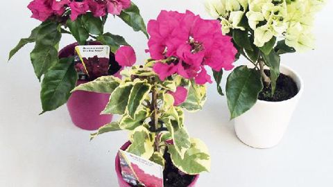 PHOTO : ODILE MAILLARD