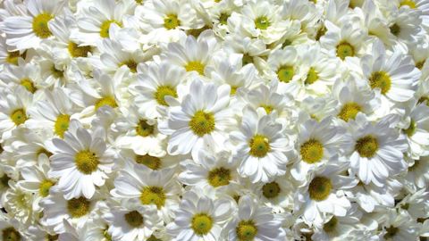 PHOTO : ODILE MAILLARD