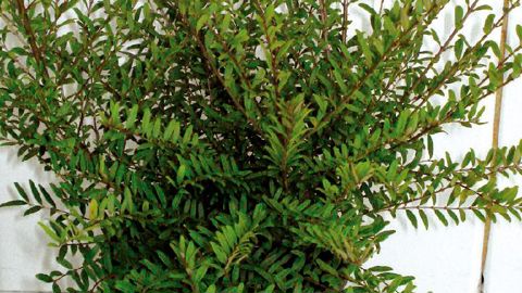 PHOTO : GROOTGROENPLUS