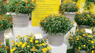 Calendula x hybrida 'Winter Wonders' est une collection de soucis dits « toutes saisons », la première qui offre une véritable rusticité durant l'hiver. Elle est également très tolérante à l'oïdium et résiste bien au mauvais temps. Calendula x hybrida 'Winter Wonders' est une collection de soucis dits « toutes saisons », la première qui offre une véritable rusticité durant l'hiver. Elle est également très tolérante à l'oïdium et résiste bien au mauvais temps.