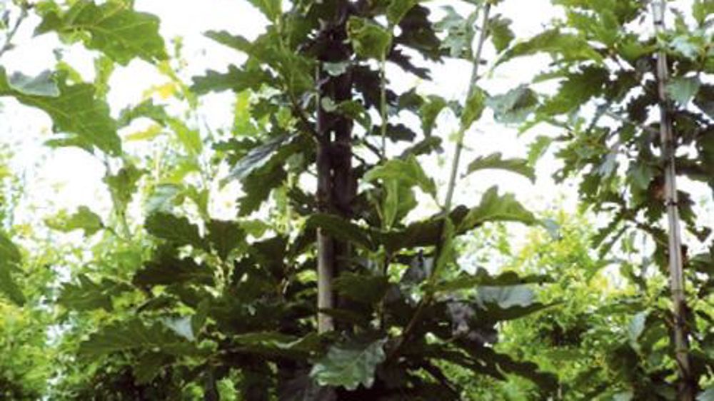 PHOTO : GROOTGROENPLUS