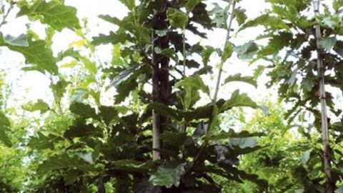 PHOTO : GROOTGROENPLUS