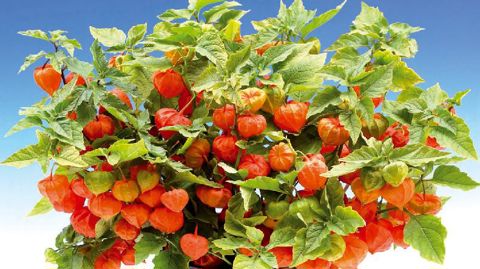 PHOTO : GROOTGROENPLUS