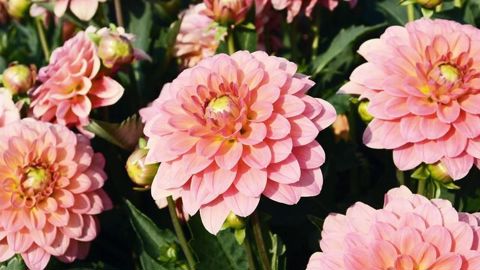 PHOTO : E. TURC/EXCELLENCE VÉGÉTALE