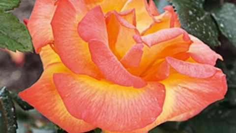 PHOTO : MAIRIE ORLÉANS