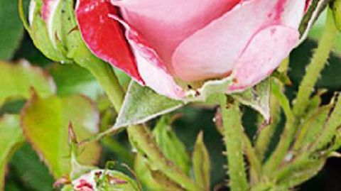 PHOTO : MAIRIE ORLÉANS