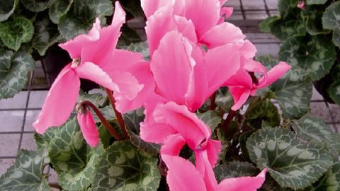 PHOTO : CLAUDE THIERY