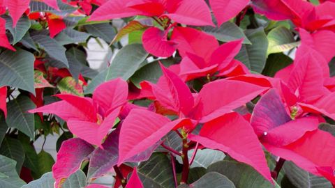 PHOTO : CLAUDE THIERY