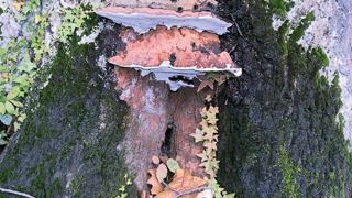 Consoles volumineuses et épaisses du ganoderme européen au collet d'un chêne rouge d'Amérique.PIERRE AVERSENQ