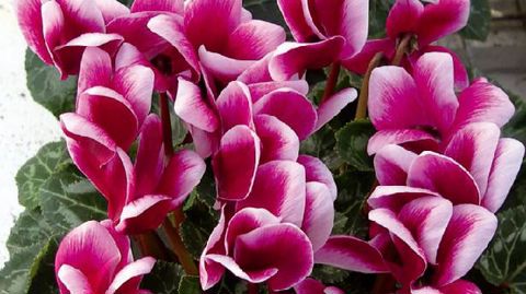 PHOTO : CLAUDE THIERY