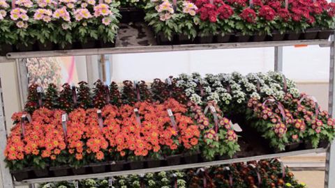 PHOTO : ODILE MAILLARD