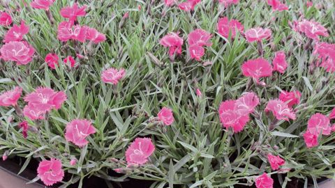 PHOTO : ODILE MAILLARD