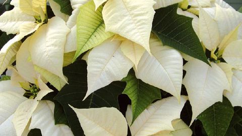 PHOTO : CLAUDE THIERY