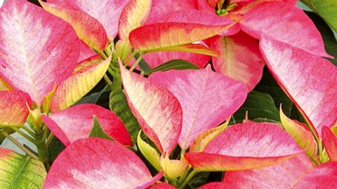 PHOTO : CLAUDE THIERY