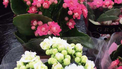 PHOTOS : ODILE MAILLARD