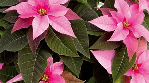 PHOTO : CLAUDE THIERY