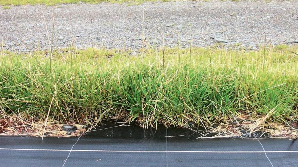 Exemples de zones non cultivées (ZNC) en pépinière hors-sol : bordure de planches (BPC)...PHOTO : JOCELYN FOUCHER